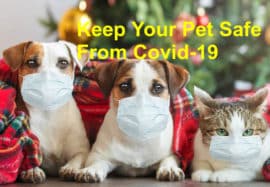 Keep Your Pet Safe From Covid-19