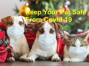 Read more about the article Keep Your Pet Safe From Covid-19