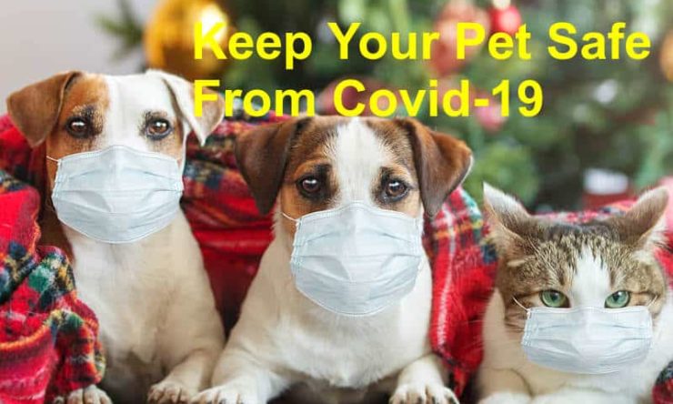 Keep Your Pet Safe From Covid-19