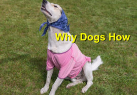 Why Dogs How