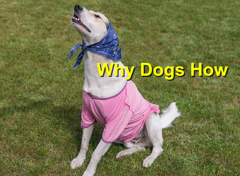 Read more about the article Why Dogs How