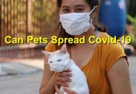 Can Pets Spread Covid-19