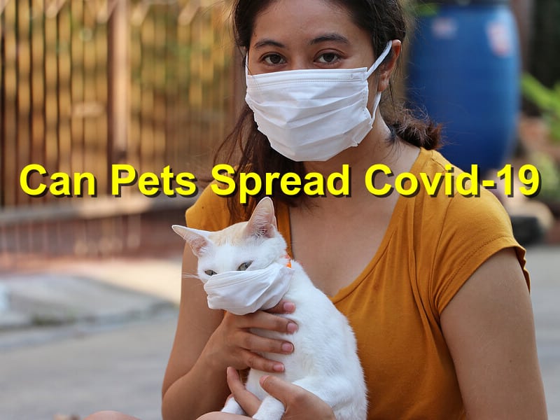 Read more about the article Can Pets Spread Covid-19