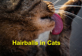 Hairballs in Cats