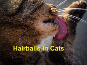 Read more about the article Hairballs in Cats