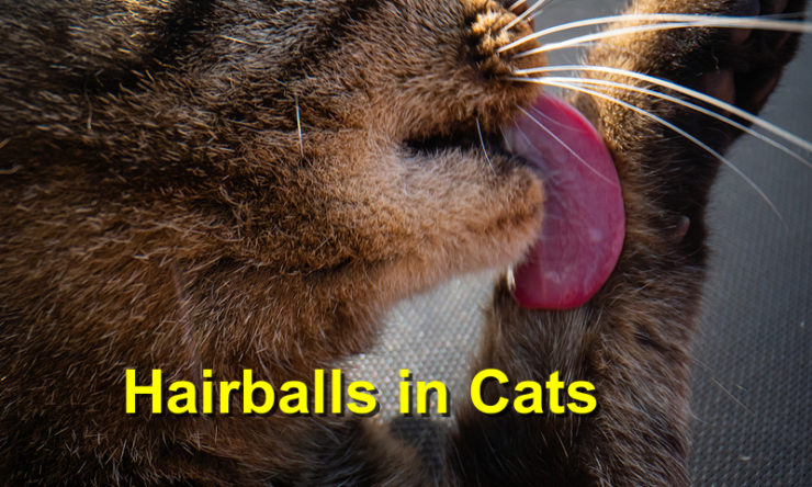 Hairballs in Cats